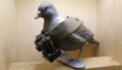 Spy pigeon.jpg