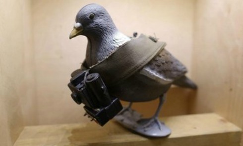 Spy pigeon.jpg