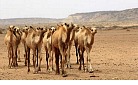 Al-Qaida offers livestock for Obama, Clinton.jpg