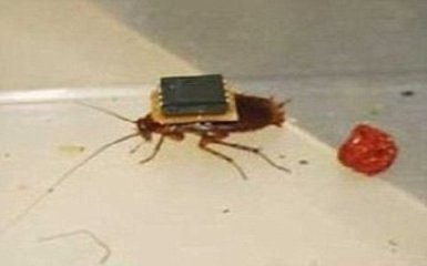 TechWire_Cockroach.jpg