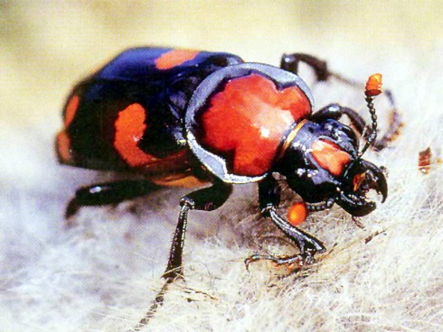 Beetle.jpg
