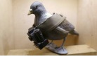 Spy pigeon.jpg